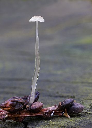 Mycena rorida